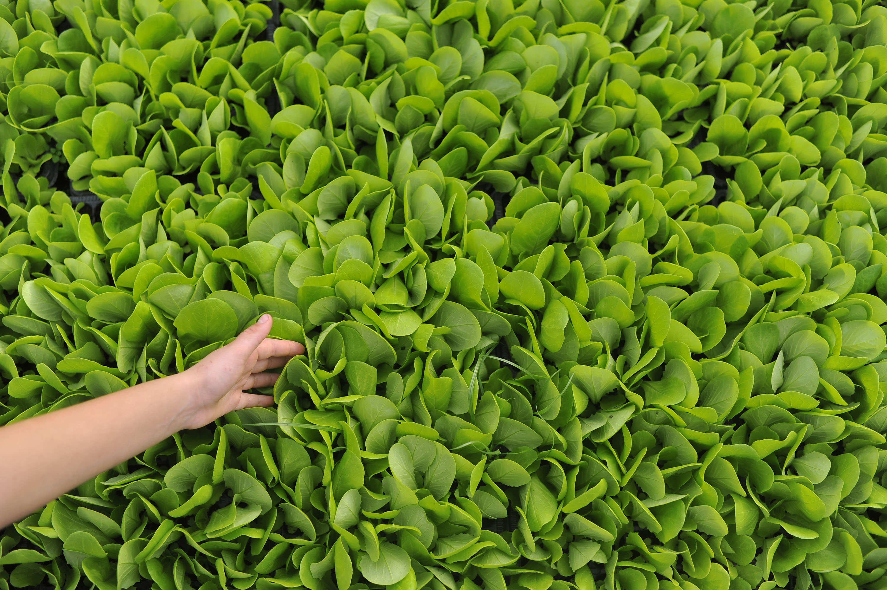 Food security needs to be more than just increased production